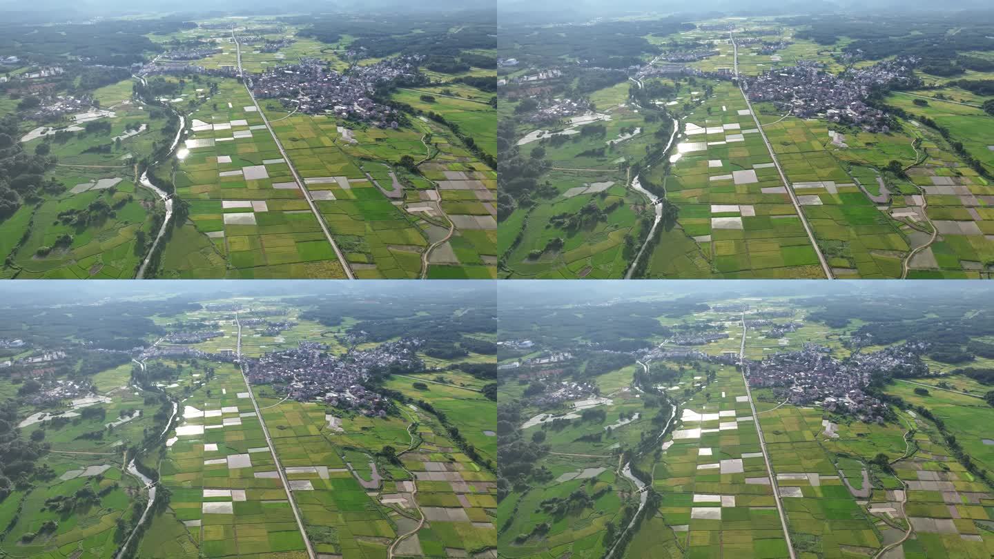 高标准农田水稻发展
