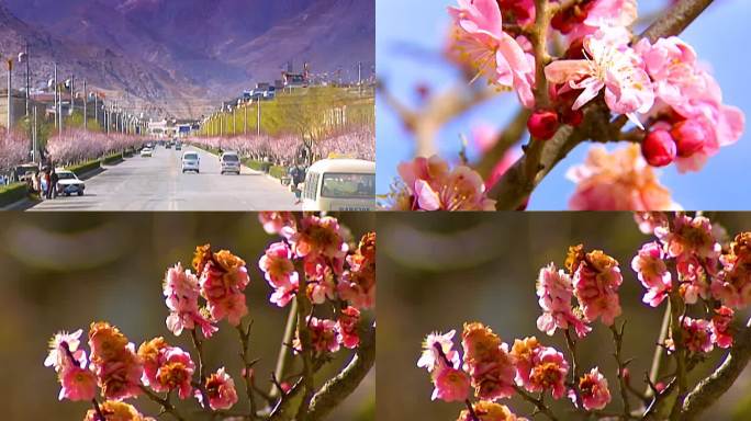 西藏 春天 花朵 开花