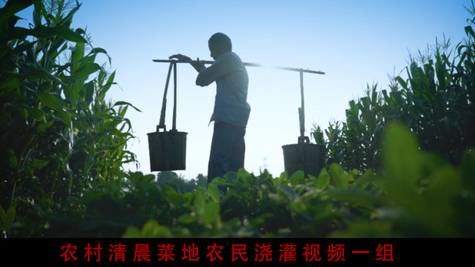 农村清晨农民伯伯灌溉菜地视频素材