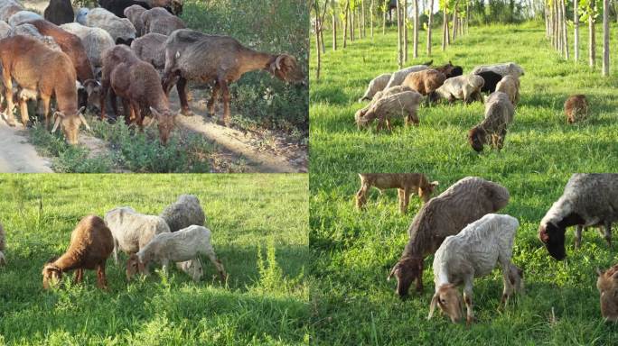 农村吃草的羊群