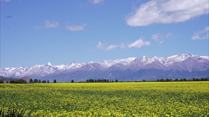 油菜花海 蓝天白云 雪山 延时拍摄