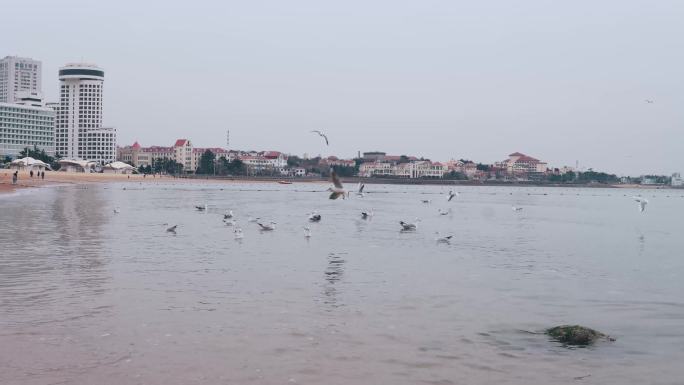 青岛汇泉广场海滩和海鸥
