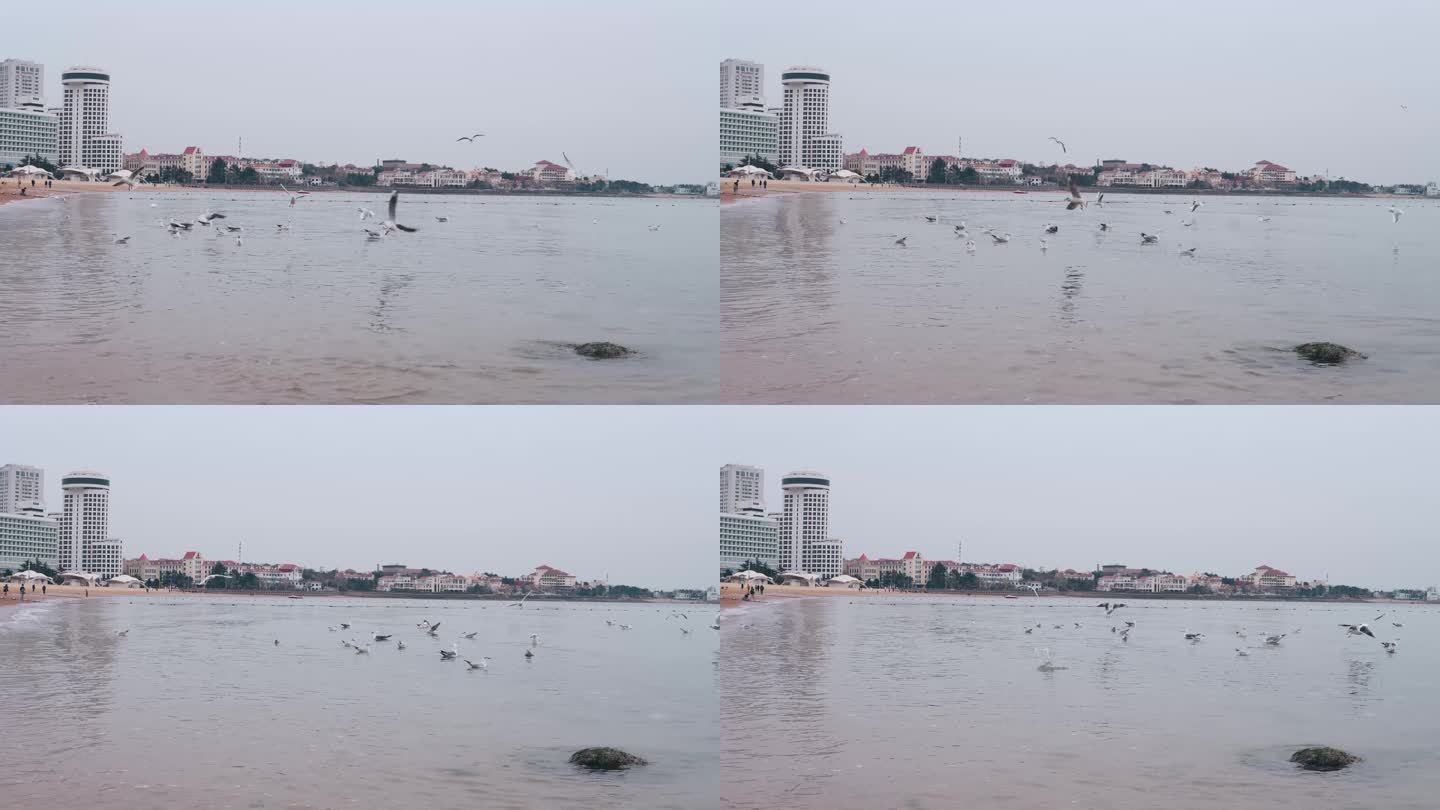 青岛汇泉广场海滩和海鸥