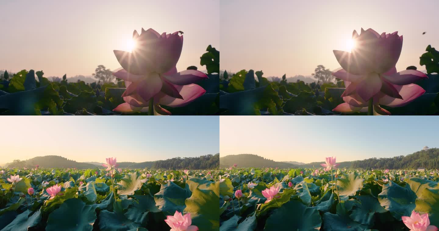 荷花 荷叶 荷花田 夏天 唯美