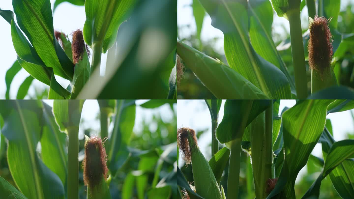 玉米地视频素材