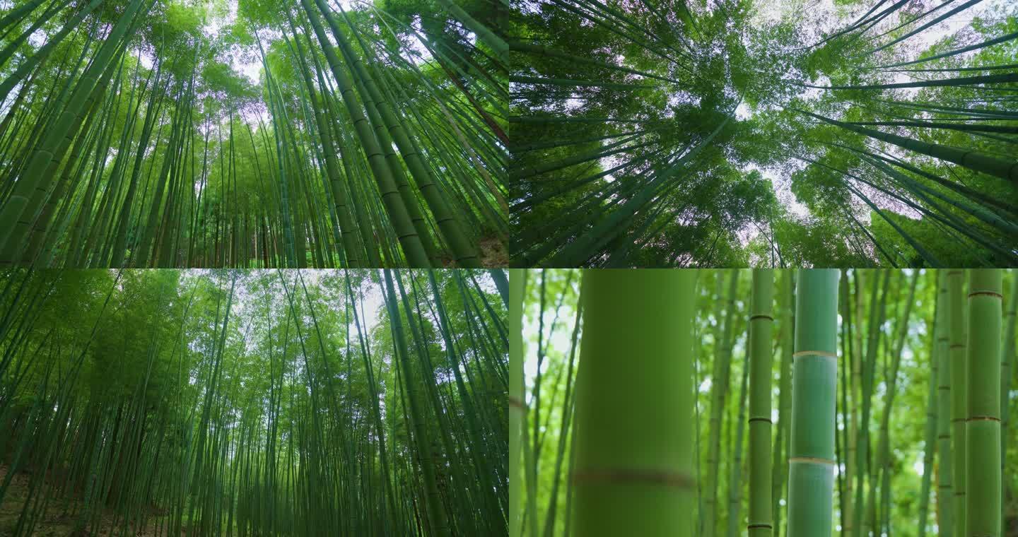 8k竹林竹子唯美生态康养自然清新