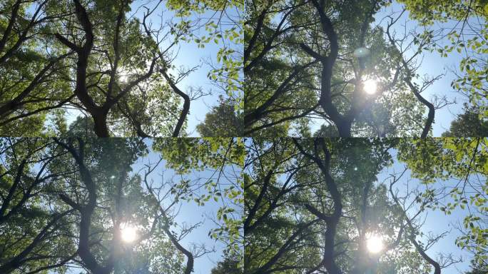 4K原创 阳光透过大槐树出现唯美光斑