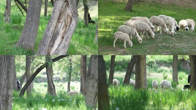 羊群 牧羊人03