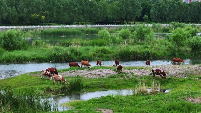 4K航拍河边吃草的牛群
