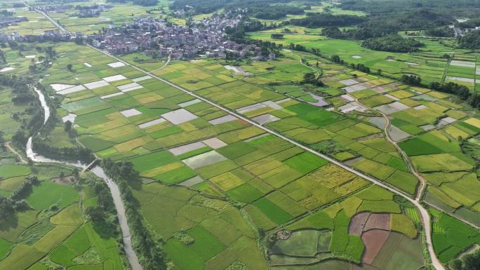 高标准农田水稻发展