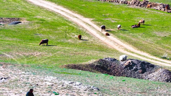 4K航拍新疆那拉提大草原牧场的马儿