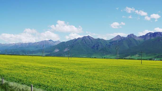 油菜花海 沿途风景