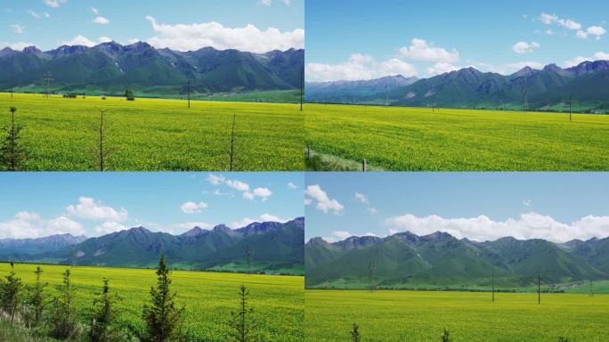 油菜花海 沿途风景