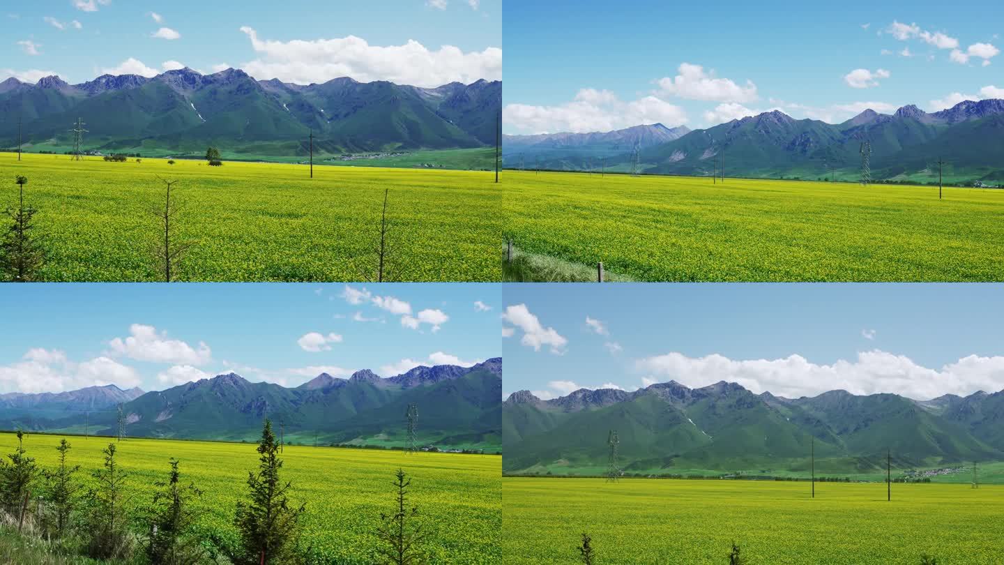 油菜花海 沿途风景