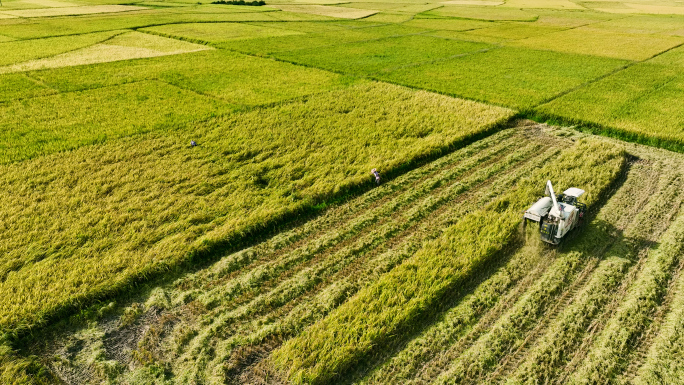 收割机 水稻收割 收获季节 农忙时节农业