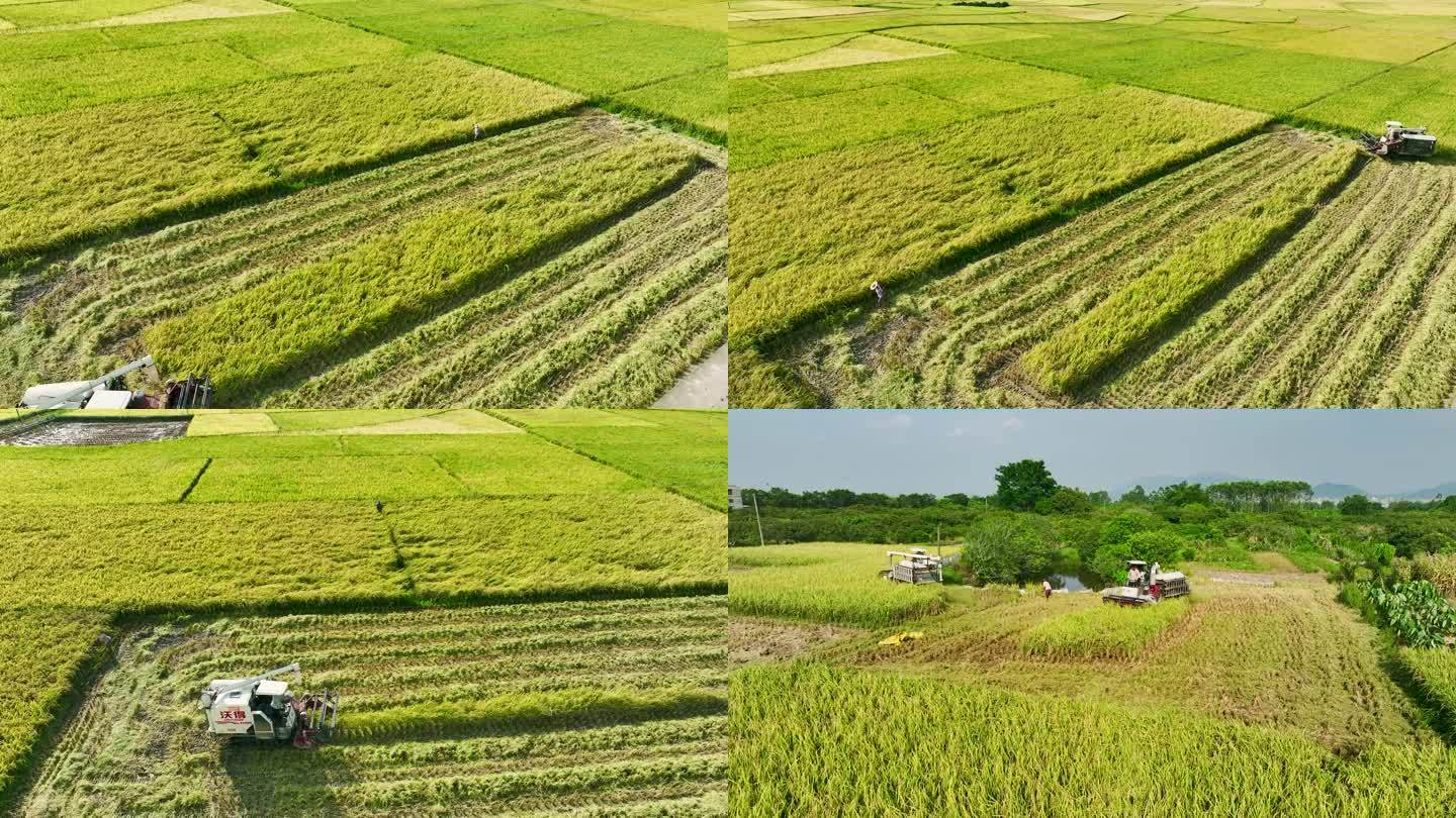 收割机 水稻收割 收获季节 农忙时节农业