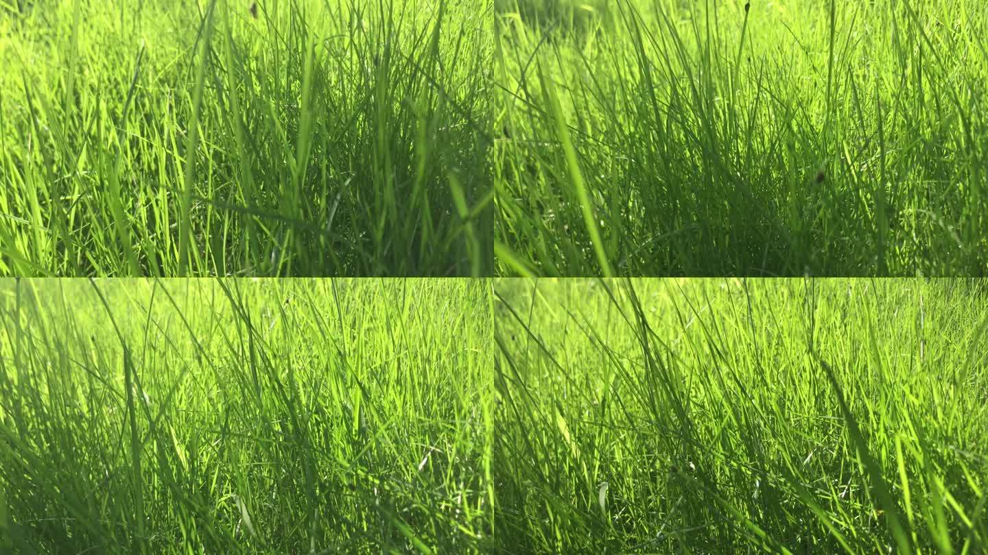 绿草如茵