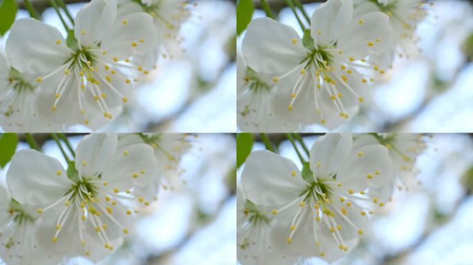 春天的樱花开满了樱桃树，花园里白花丛生