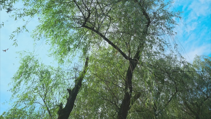 4K夏日森林树木天空实拍（有声）