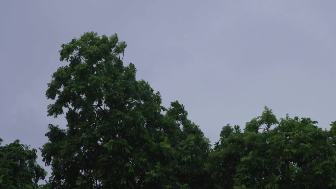 狂风暴雨大风大雨