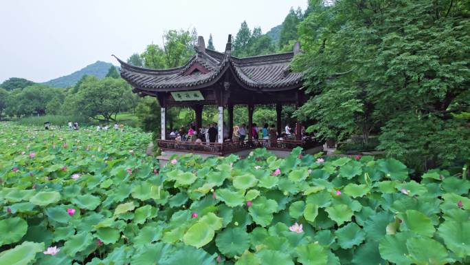 湘湖荷花庄 荷花