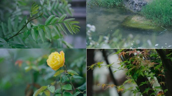 4K公园雨景实拍