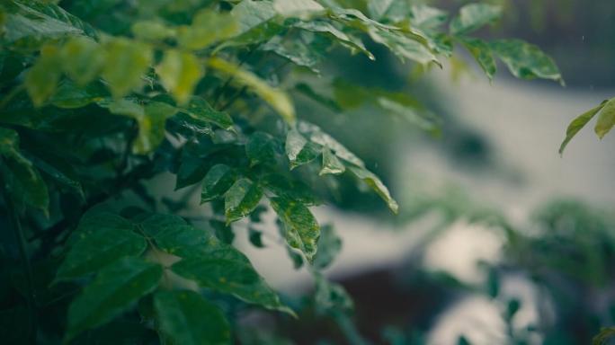 4K公园雨景实拍