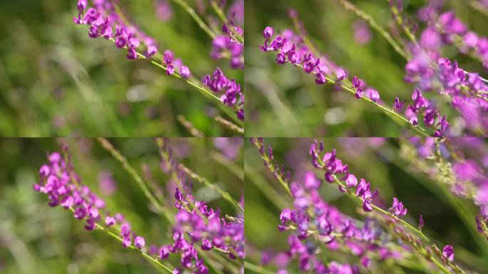 蓝花棘豆小清新鲜花阳光野花高清