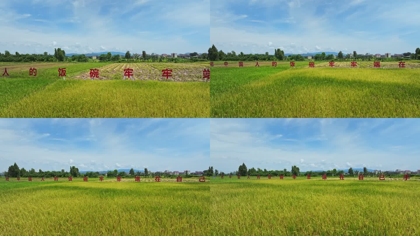 4k江门台山农业标语稻子丰收生产