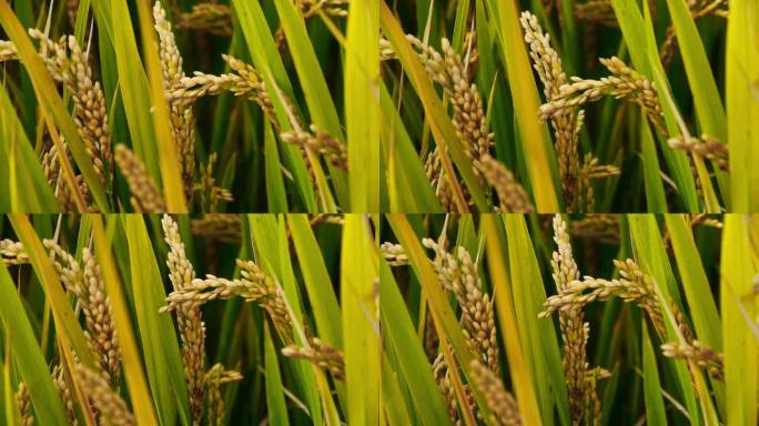 亚洲金色稻田在风里，等待收获的特写.
