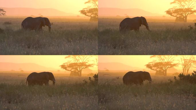 非洲象，坦桑尼亚国家公园。背景下的日落