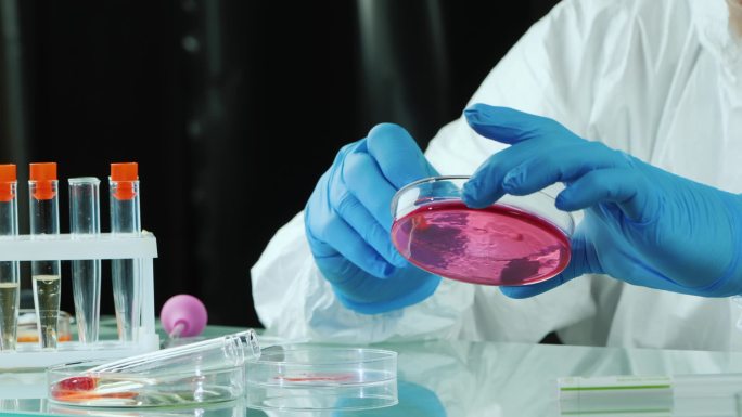 在实验室里用培养皿对样品进行微生物检查的人