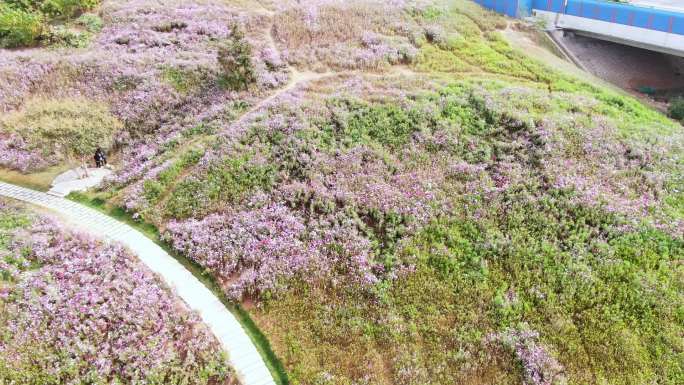 山东济南龙鼎大道龙洞格桑花秋天航拍山坡