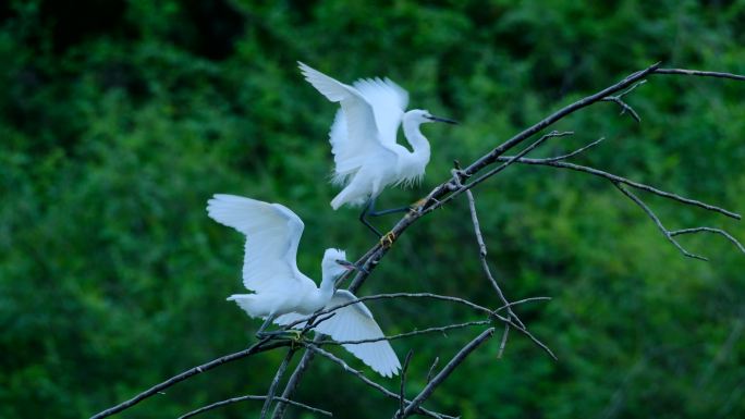 两只白鹭站在树枝上