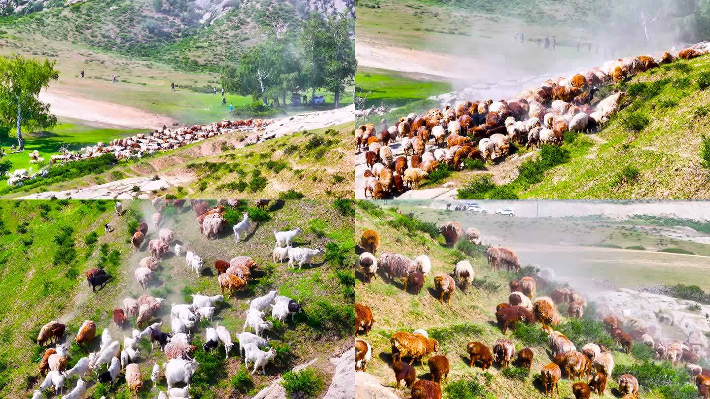 4K航拍新疆萨尔布拉克转场羊群