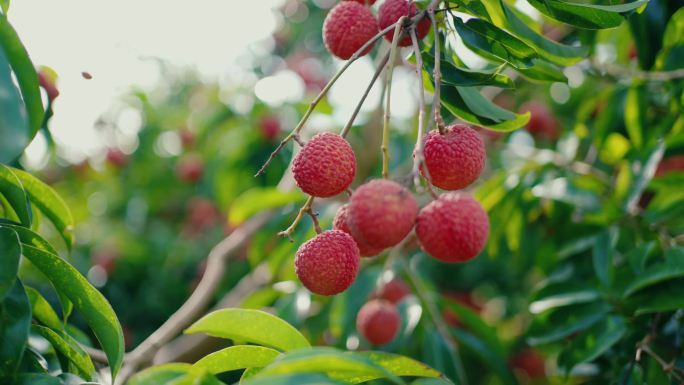 荔枝 挂绿 桂味白糖罂仙桃荔妃子笑仙进奉