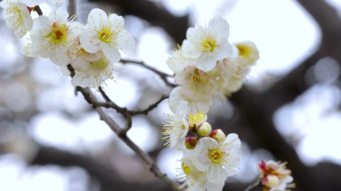 早春梅花后过冬，梅花洁白典雅