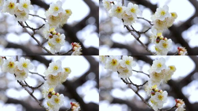 早春梅花后过冬，梅花洁白典雅