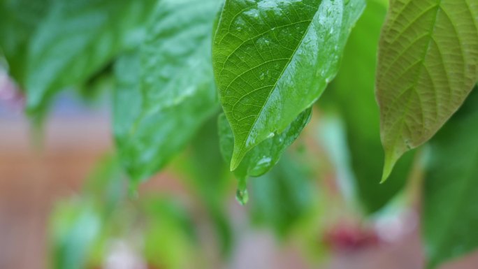 树叶 水滴 叶 水 大自然水