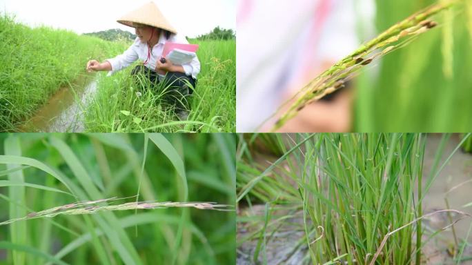 野生杂交水稻