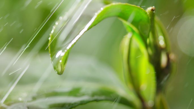 茶叶 茶树 特写 阳光 雨水8