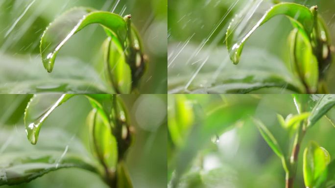 茶叶 茶树 特写 阳光 雨水8