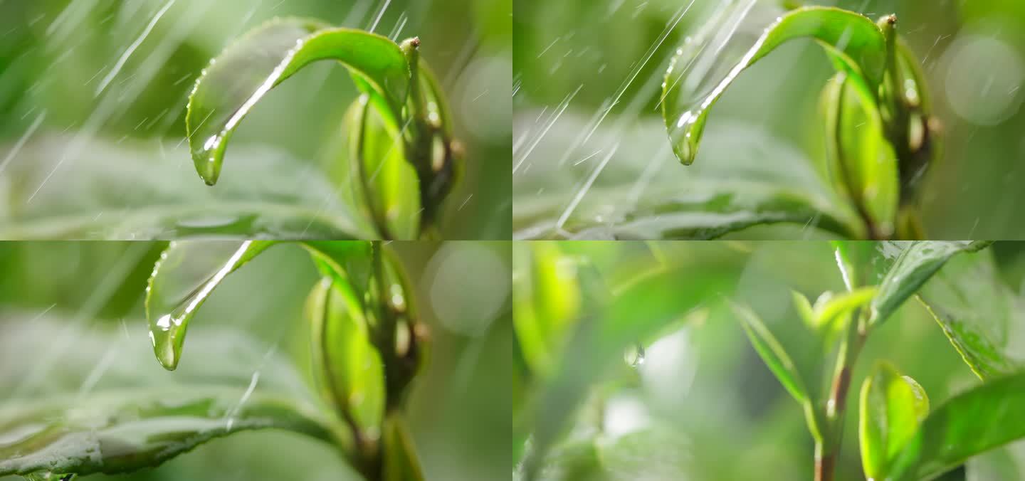 茶叶 茶树 特写 阳光 雨水8