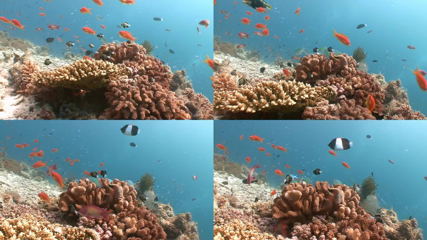美丽的珊瑚礁，有很多热带鱼.
