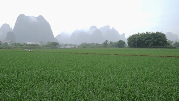 大雨中的水稻田
