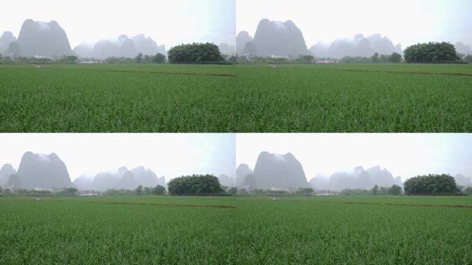 大雨中的水稻田