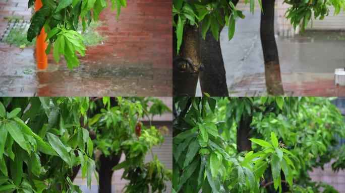 夏天小区大雨清新空镜一组