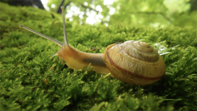 蜗牛雨后绿叶上的蜗牛微距拍摄微生物生命绿