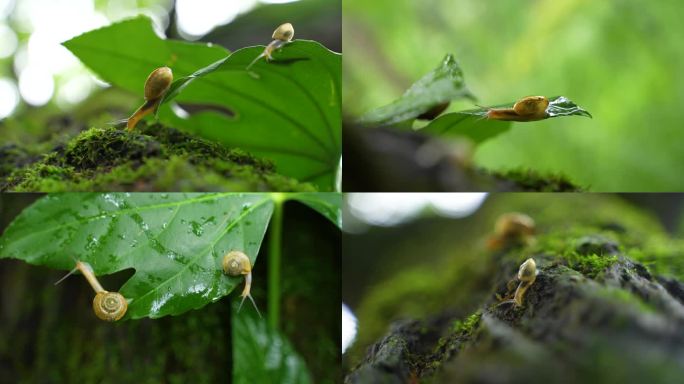 蜗牛雨后绿叶上的蜗牛微距拍摄微生物生命绿