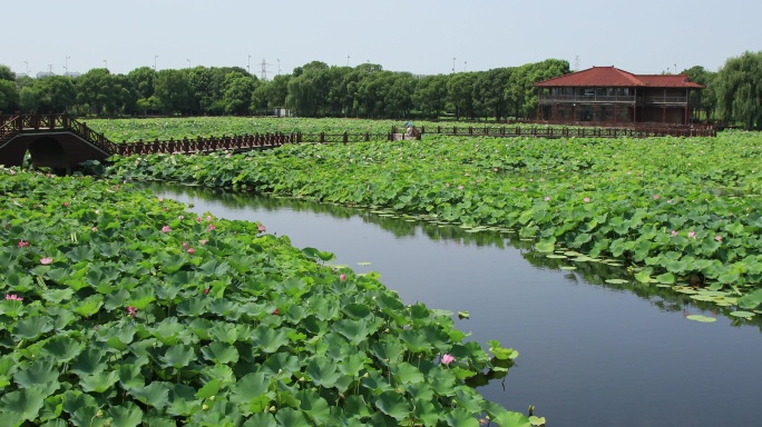 苏州湿地公园  荷塘月色湿地公园